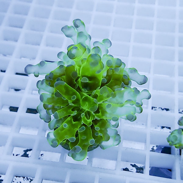 【サンゴ現物15】タコアシサンゴ フラグ!15時までのご注文で当日発送 【サンゴ】(t138