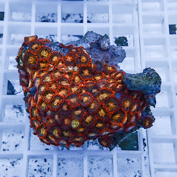 【サンゴ現物4】マメスナギンチャク !15時までのご注文で当日発送(t144