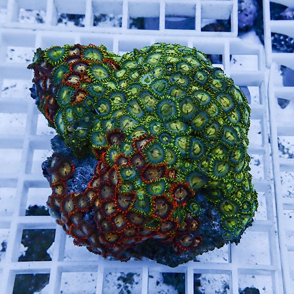 【サンゴ現物5】マメスナギンチャク !15時までのご注文で当日発送(t144