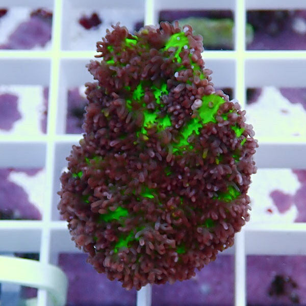 【サンゴ現物2】フェアリーディスクコーラル !15時までのご注文で当日発送 【サンゴ】(t146