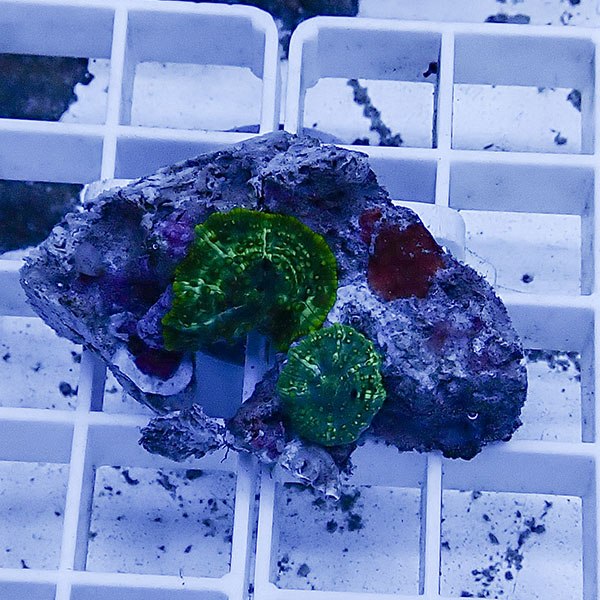 【サンゴ現物13】ディスクコーラル !15時までのご注文で当日発送 【サンゴ】(t146