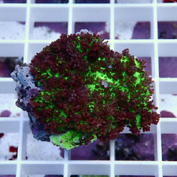 【サンゴ現物3】フェアリーディスクコーラル !15時までのご注文で当日発送 【サンゴ】(t146