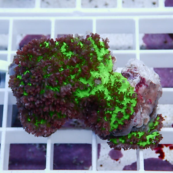 【サンゴ現物4】フェアリーディスクコーラル !15時までのご注文で当日発送 【サンゴ】(t146