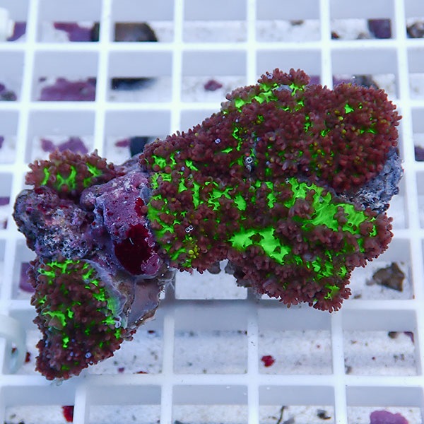 【サンゴ現物5】フェアリーディスクコーラル !15時までのご注文で当日発送 【サンゴ】(t146