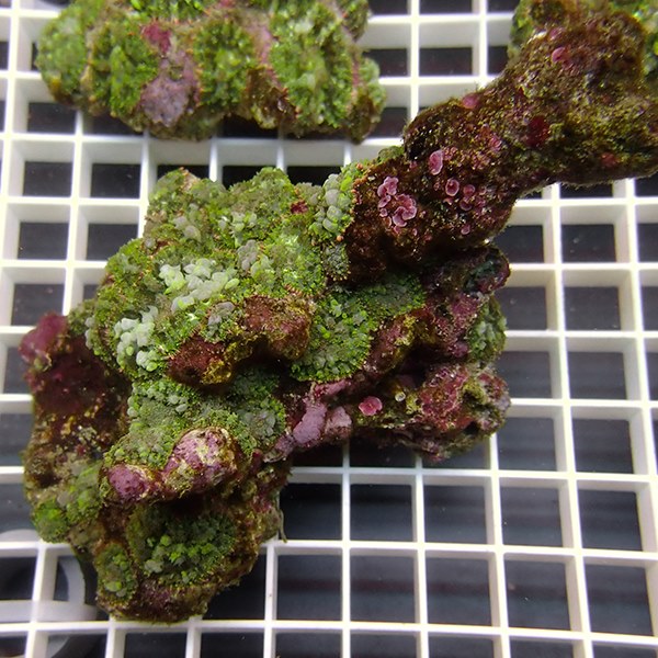 【サンゴ現物6】フェアリーディスクコーラル!15時までのご注文で当日発送 【サンゴ】(t146