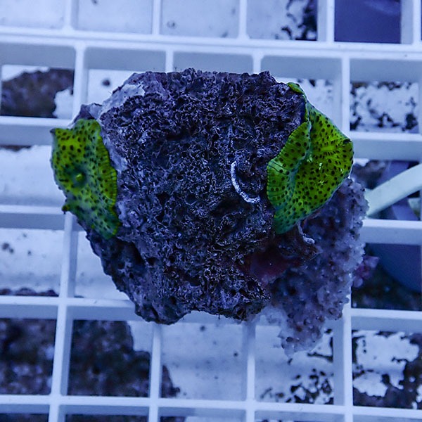 【サンゴ現物2】ディスクコーラル!15時までのご注文で当日発送 【サンゴ】(t146