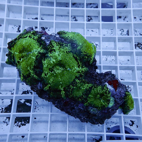 【サンゴ現物3】ディスクコーラル!15時までのご注文で当日発送 【サンゴ】(t146