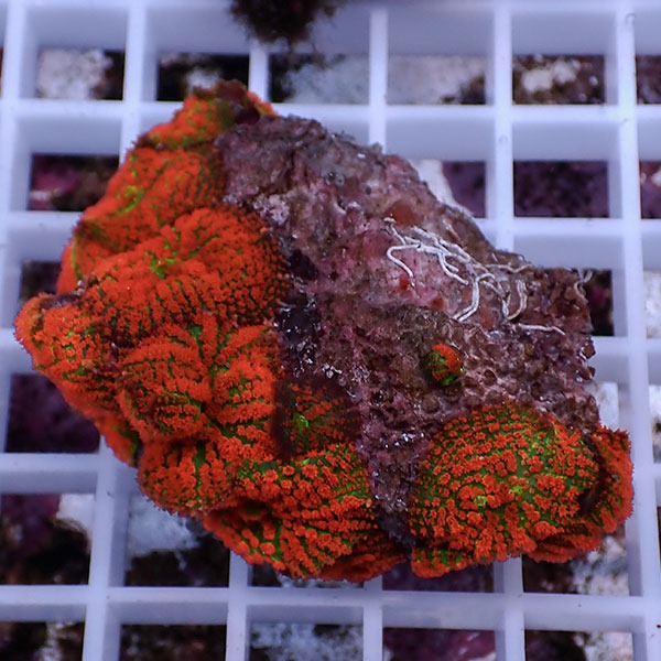 【サンゴ現物29】ディスクコーラル!15時までのご注文で当日発送 【サンゴ】(t146