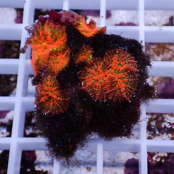 【サンゴ現物30】ディスクコーラル!15時までのご注文で当日発送 【サンゴ】(t146