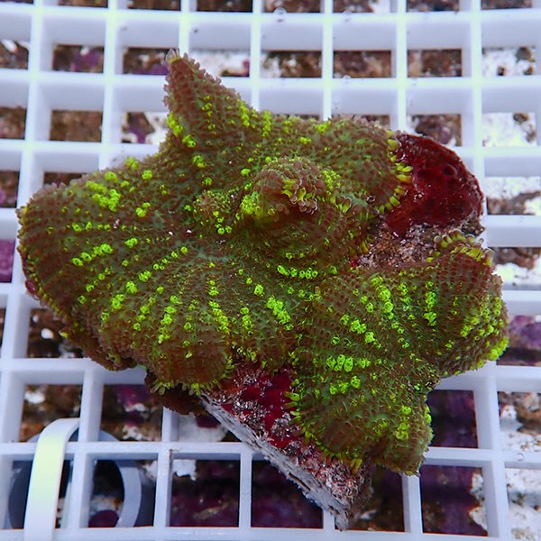 【サンゴ現物31】ディスクコーラル!15時までのご注文で当日発送 【サンゴ】(t146