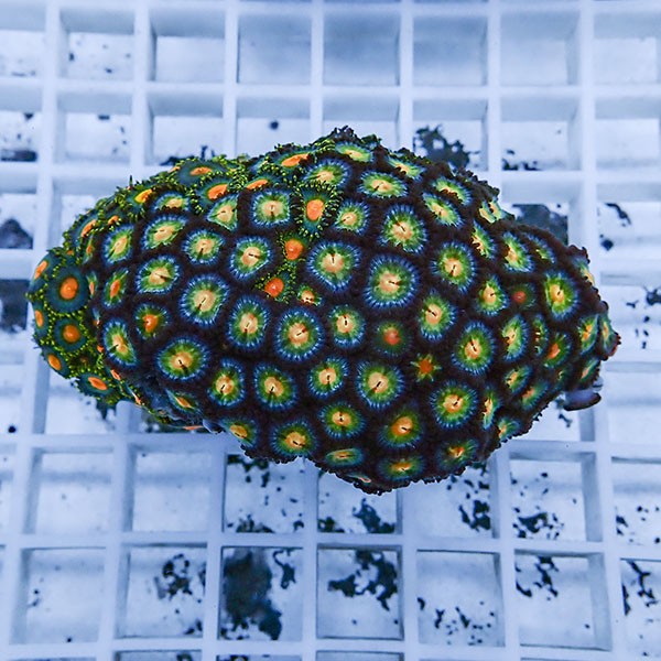 【サンゴ現物7】マメスナギンチャク !15時までのご注文で当日発送(t144