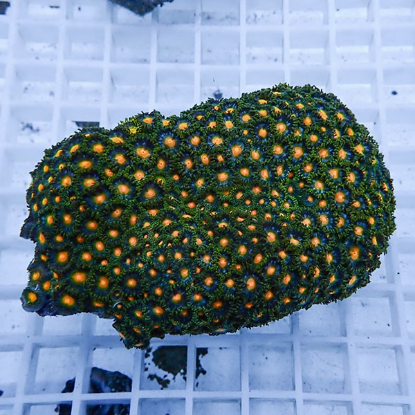 【サンゴ現物9】マメスナギンチャク !15時までのご注文で当日発送(t144