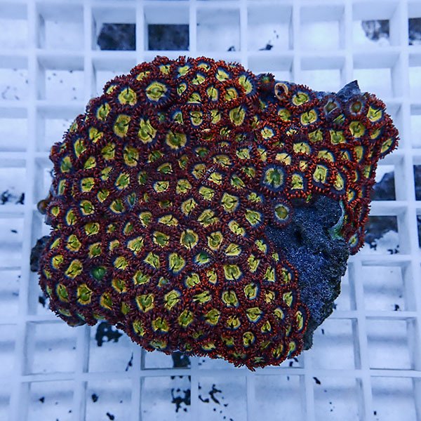 【サンゴ現物11】マメスナギンチャク !15時までのご注文で当日発送(t144