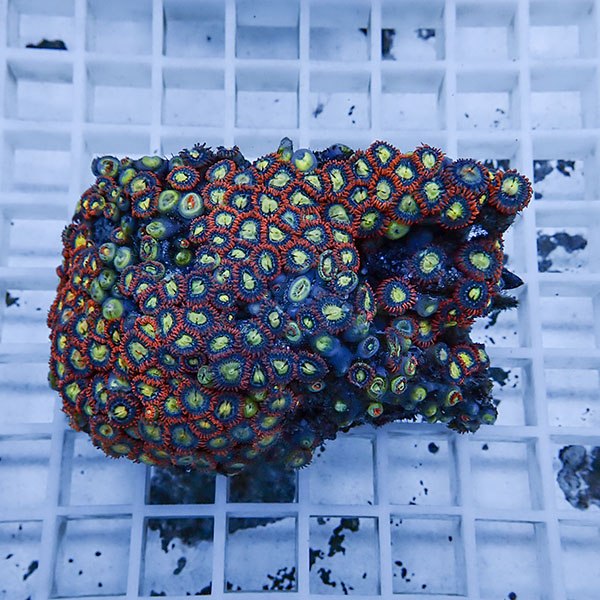 【サンゴ現物12】マメスナギンチャク !15時までのご注文で当日発送(t144
