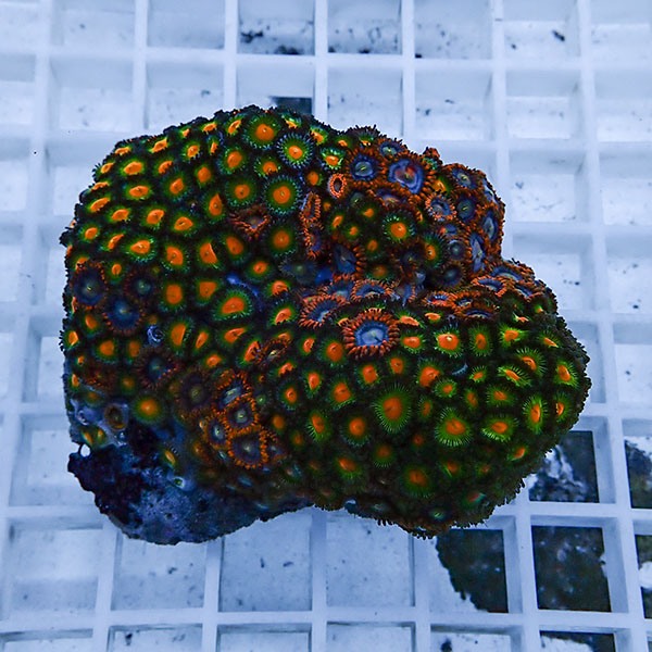 【サンゴ現物14】マメスナギンチャク !15時までのご注文で当日発送(t144