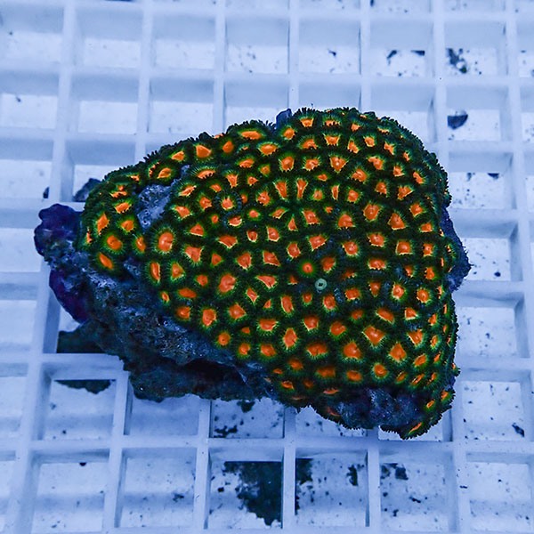 【サンゴ現物15】マメスナギンチャク !15時までのご注文で当日発送(t144