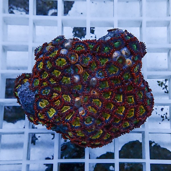 【サンゴ現物16】マメスナギンチャク !15時までのご注文で当日発送(t144