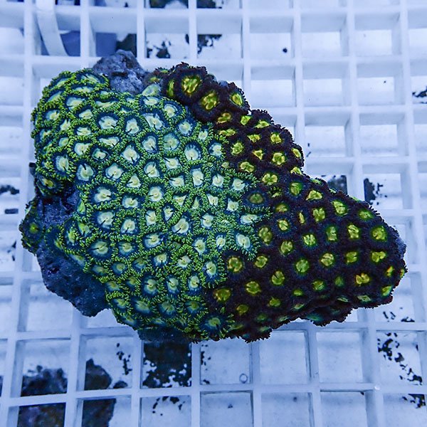 【サンゴ現物17】マメスナギンチャク !15時までのご注文で当日発送(t144