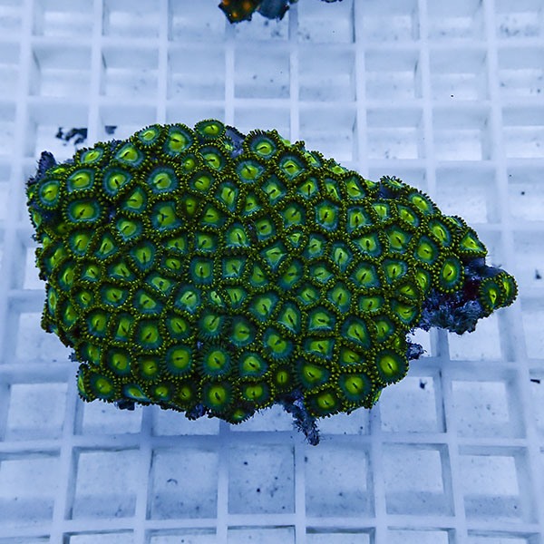 【サンゴ現物19】マメスナギンチャク !15時までのご注文で当日発送(t144