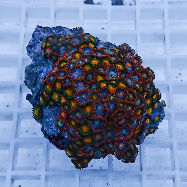 【サンゴ現物20】マメスナギンチャク !15時までのご注文で当日発送(t144