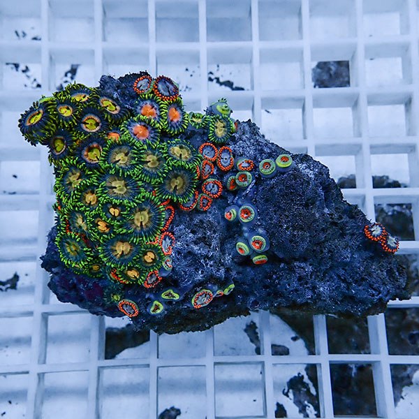 【サンゴ現物21】マメスナギンチャク !15時までのご注文で当日発送(t144