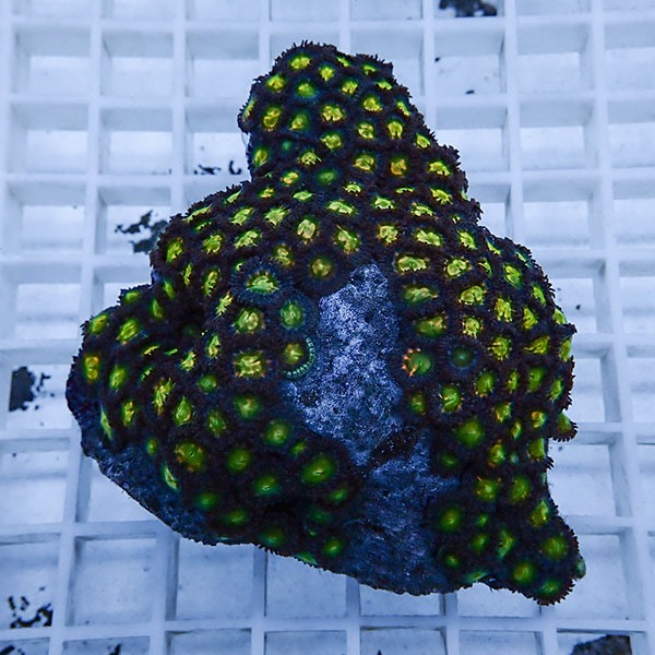 【サンゴ現物22】マメスナギンチャク !15時までのご注文で当日発送(t144