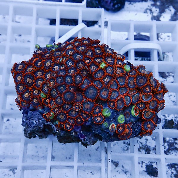 【サンゴ現物30】マメスナギンチャク !15時までのご注文で当日発送(t144