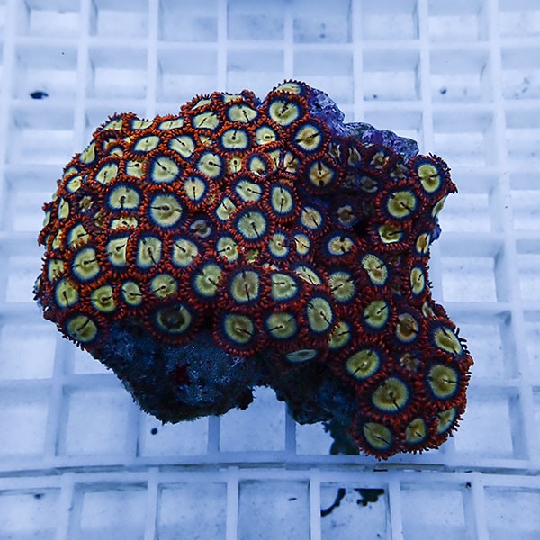 【サンゴ現物23】マメスナギンチャク !15時までのご注文で当日発送(t144