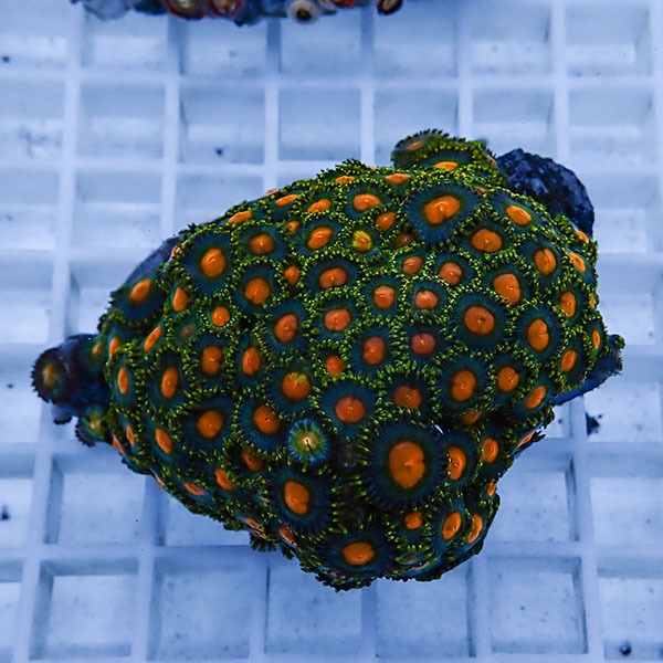 【サンゴ現物24】マメスナギンチャク !15時までのご注文で当日発送(t144