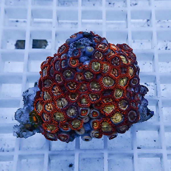 【サンゴ現物25】マメスナギンチャク !15時までのご注文で当日発送(t144