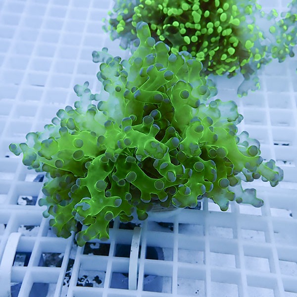 【サンゴ現物11】タコアシサンゴ フラグ!15時までのご注文で当日発送 【サンゴ】(t138