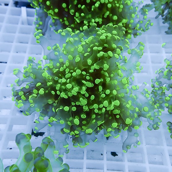 【サンゴ現物12】タコアシサンゴ フラグ!15時までのご注文で当日発送 【サンゴ】(t138