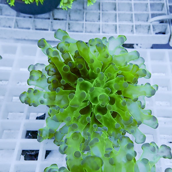 【サンゴ現物5】タコアシサンゴ フラグ!15時までのご注文で当日発送 【サンゴ】(t138