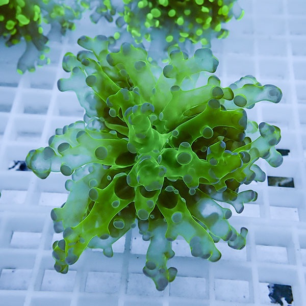 【サンゴ現物7】タコアシサンゴ フラグ!15時までのご注文で当日発送 【サンゴ】(t138