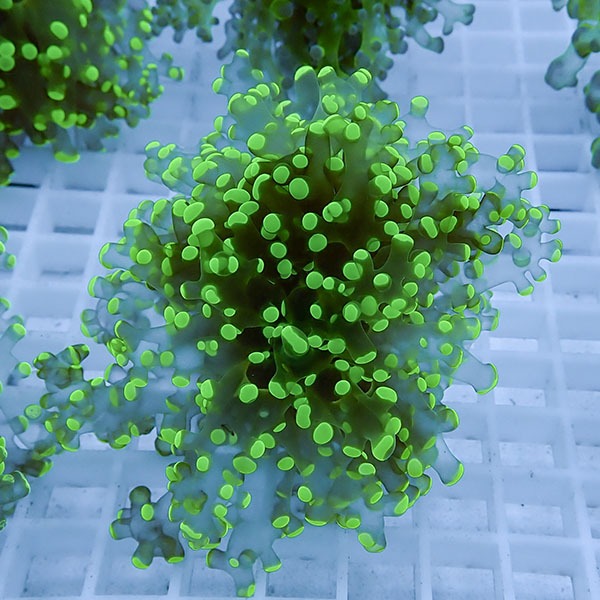 【サンゴ現物8】タコアシサンゴ フラグ!15時までのご注文で当日発送 【サンゴ】(t138