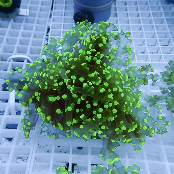 【サンゴ現物13】タコアシサンゴ フラグ!15時までのご注文で当日発送 【サンゴ】(t138