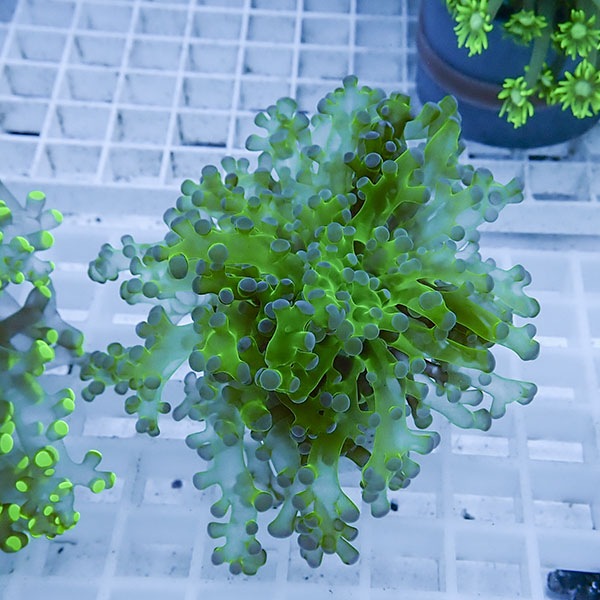 【サンゴ現物9】タコアシサンゴ フラグ!15時までのご注文で当日発送 【サンゴ】(t138