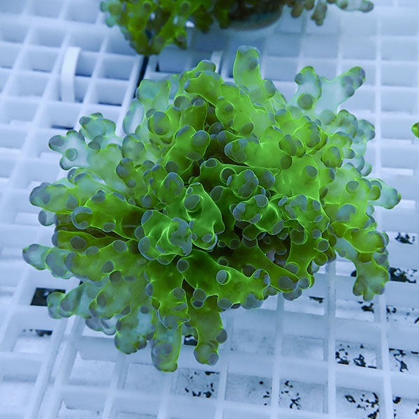 【サンゴ現物10】タコアシサンゴ フラグ!15時までのご注文で当日発送 【サンゴ】(t138