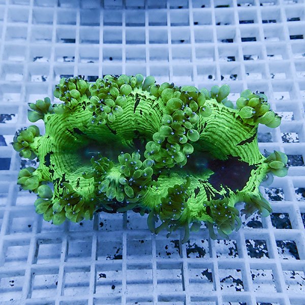 【サンゴ現物2】トランペットコーラル  !15時までのご注文で当日発送 【サンゴ】(t137