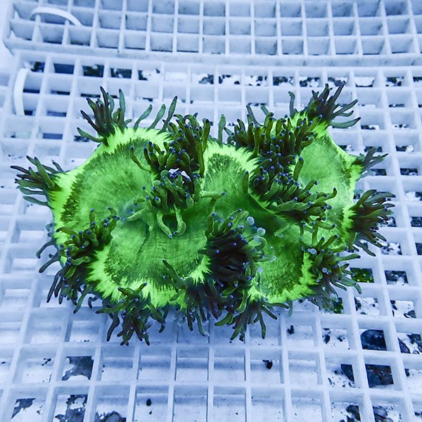 【サンゴ現物3】トランペットコーラル !15時までのご注文で当日発送【サンゴ】(t137
