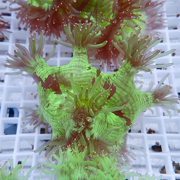 【サンゴ現物13】トランペットコーラル!15時までのご注文で当日発送【サンゴ】(t137