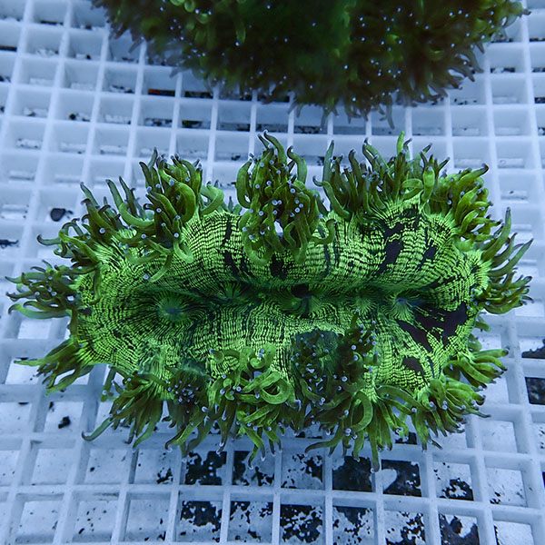 【サンゴ現物4】トランペットコーラル!15時までのご注文で当日発送 【サンゴ】(t137