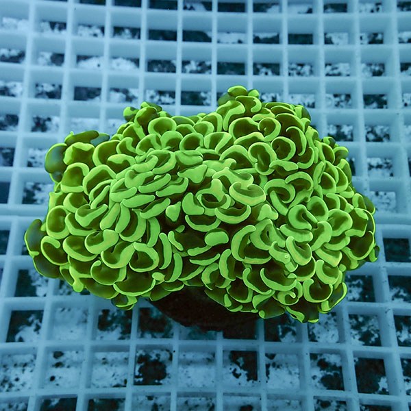 【サンゴ現物2】ナガレハナサンゴ!15時までのご注文で当日発送 【サンゴ】(t136