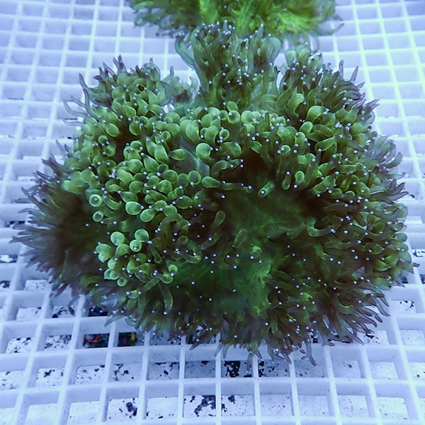 【サンゴ現物5】トランペットコーラル!15時までのご注文で当日発送【サンゴ】(t137