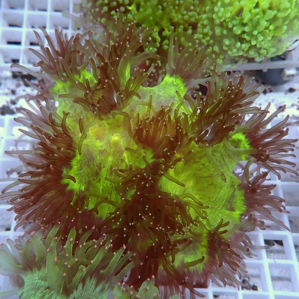 【サンゴ現物11】トランペットコーラル !15時までのご注文で当日発送【サンゴ】(t137