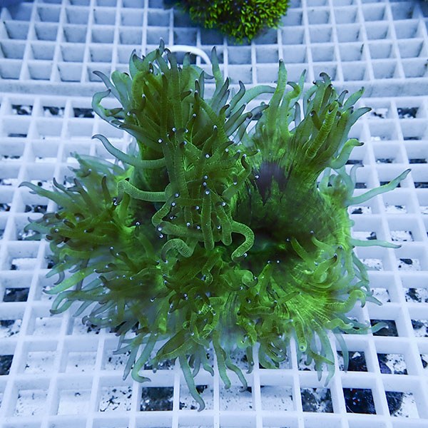 【サンゴ現物6】トランペットコーラル!15時までのご注文で当日発送【サンゴ】(t137