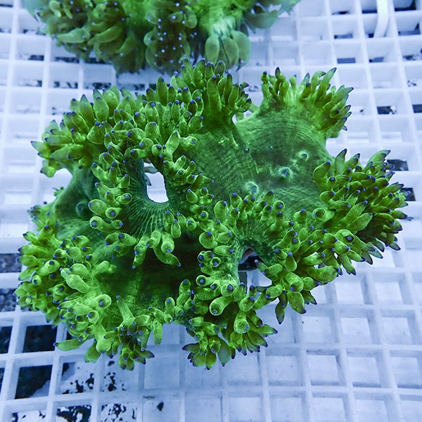 【サンゴ現物7】トランペットコーラル !15時までのご注文で当日発送【サンゴ】(t137