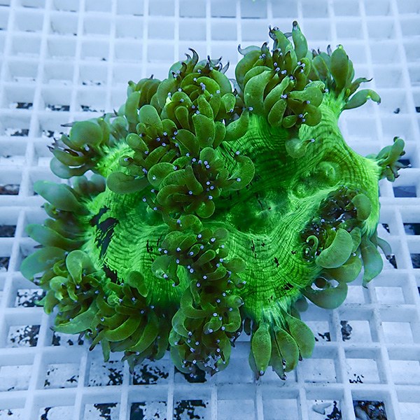 【サンゴ現物8】トランペットコーラル !15時までのご注文で当日発送【サンゴ】(t137