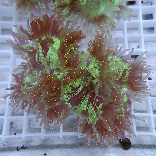 【サンゴ現物9】トランペットコーラル !15時までのご注文で当日発送【サンゴ】(t137