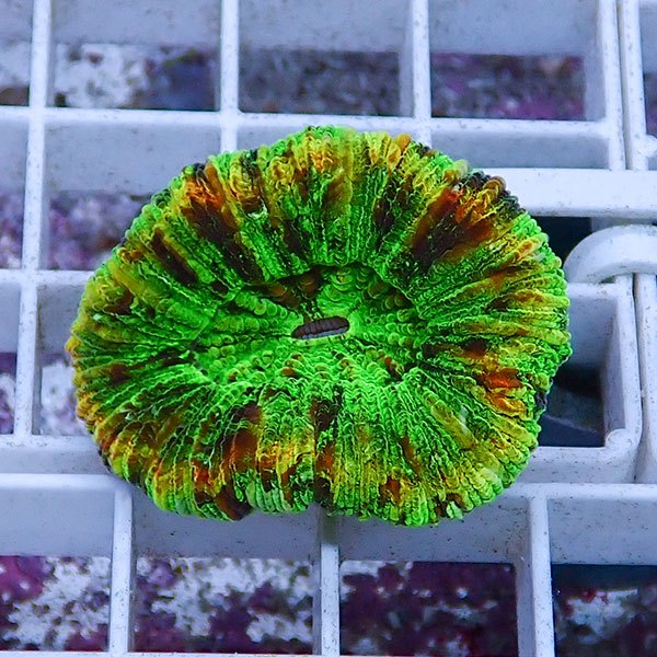 【サンゴ現物12】オオバナサンゴ !15時までのご注文で当日発送 【サンゴ】(t132